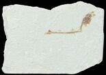 Bargain, Cretaceous Fossil Fish - Lebanon #70016-1